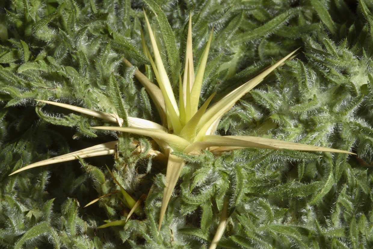 Centaurea calcitrapa/Fiordaliso stellato